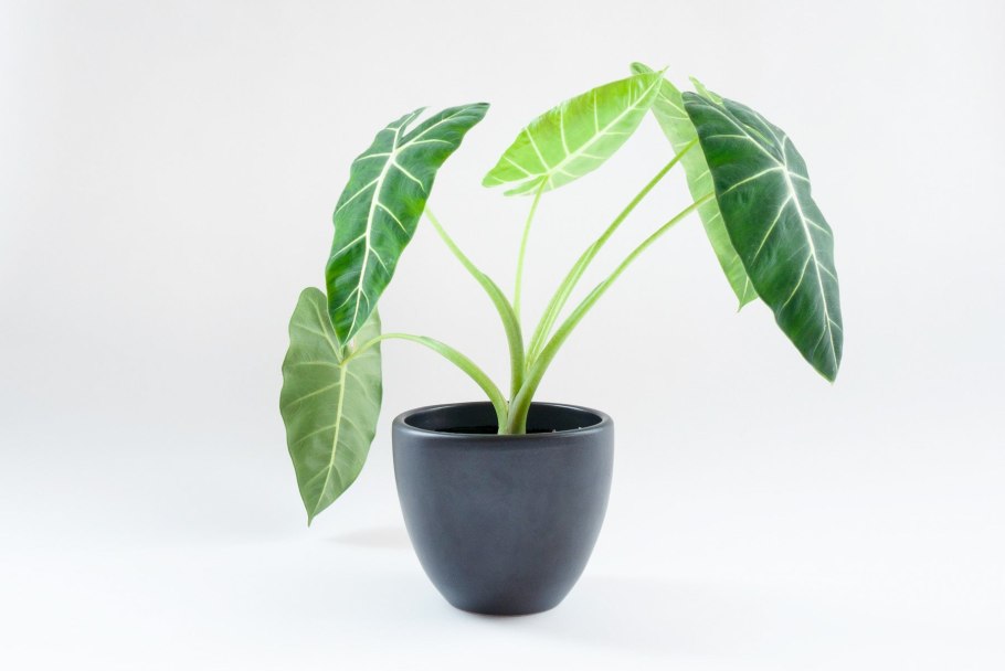 Алоказия Frydek