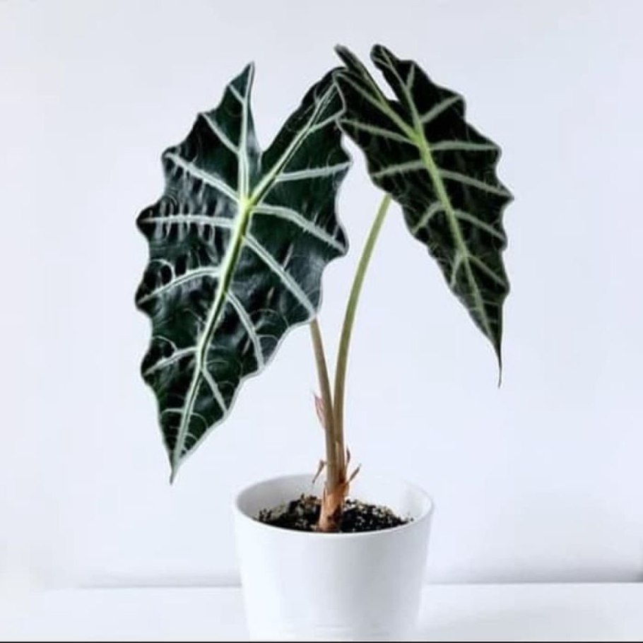 Алоказия Небула