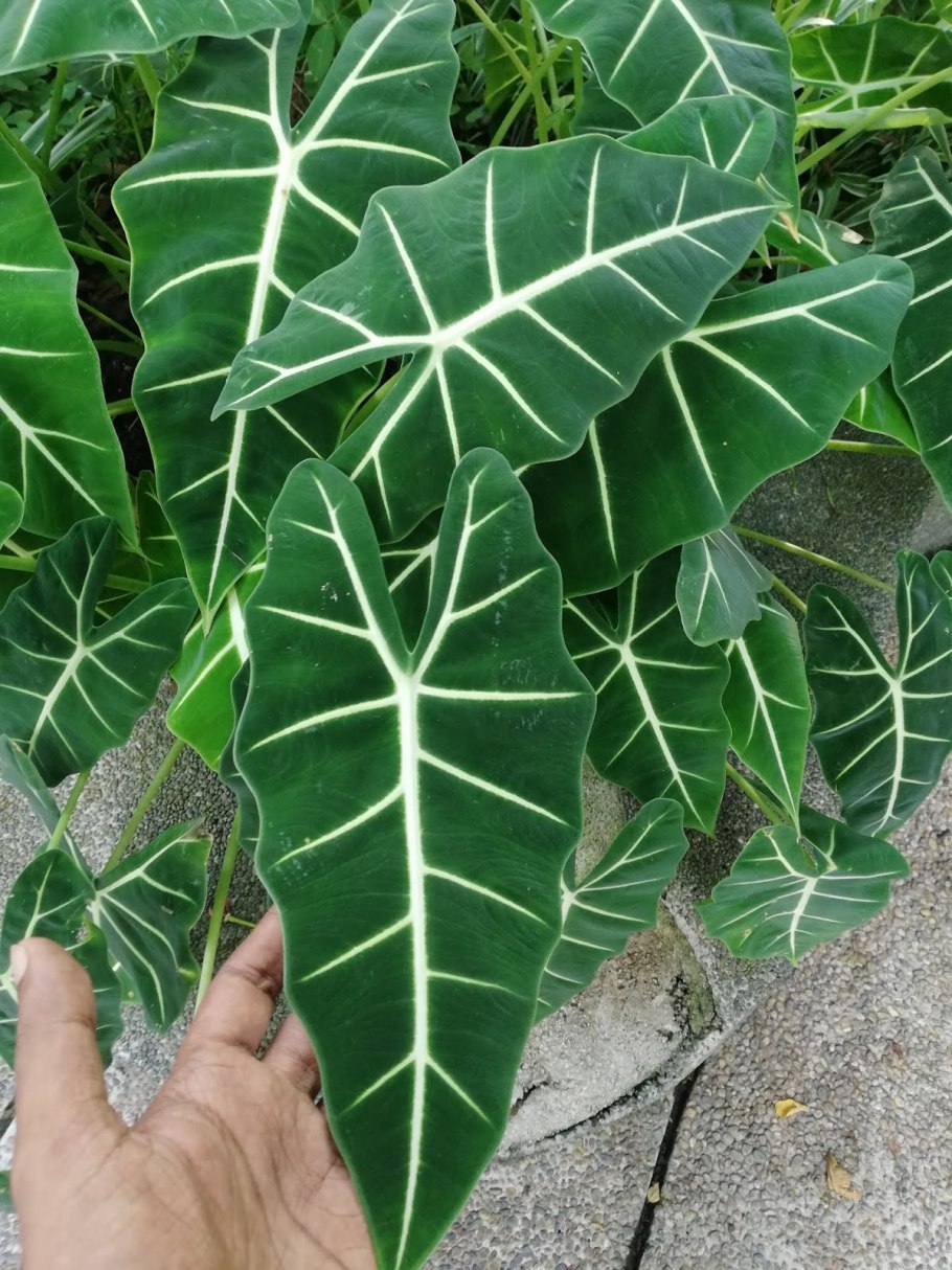 Алоказия heterophylla