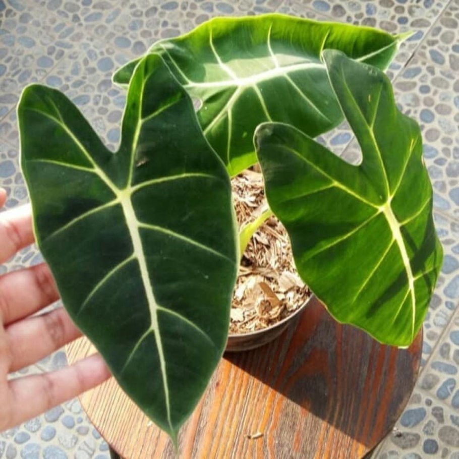 Алоказия Блэк вельвет