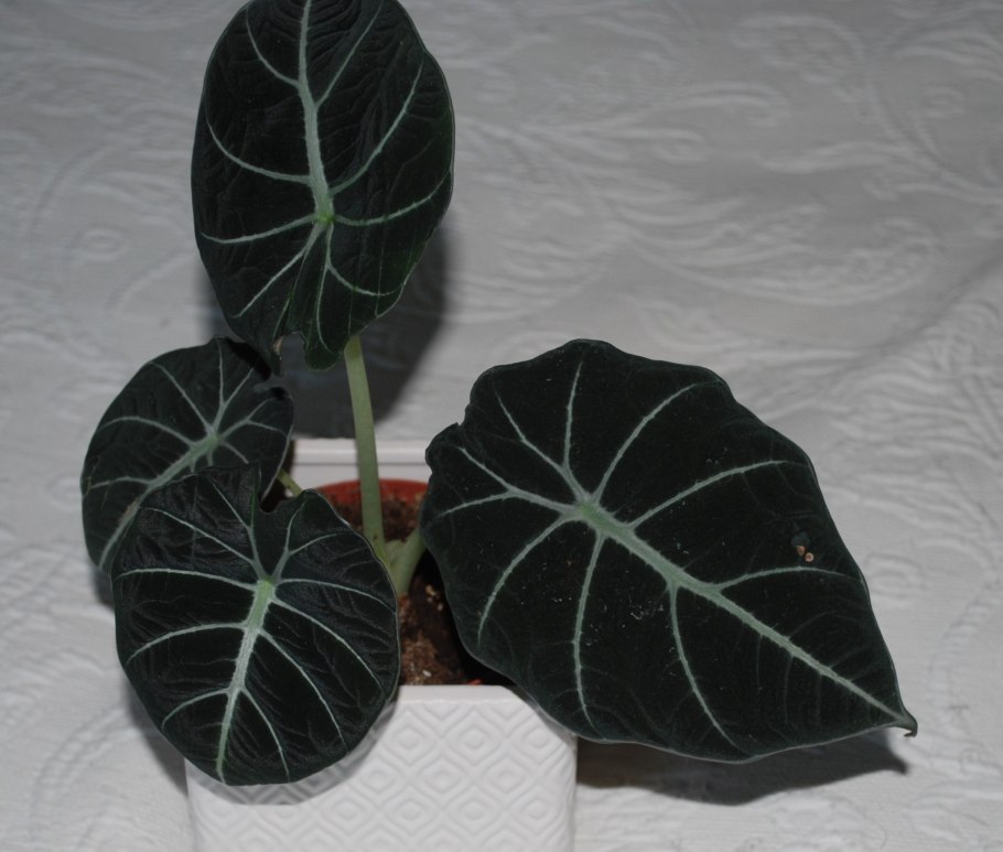 Алоказия Пинк дракон