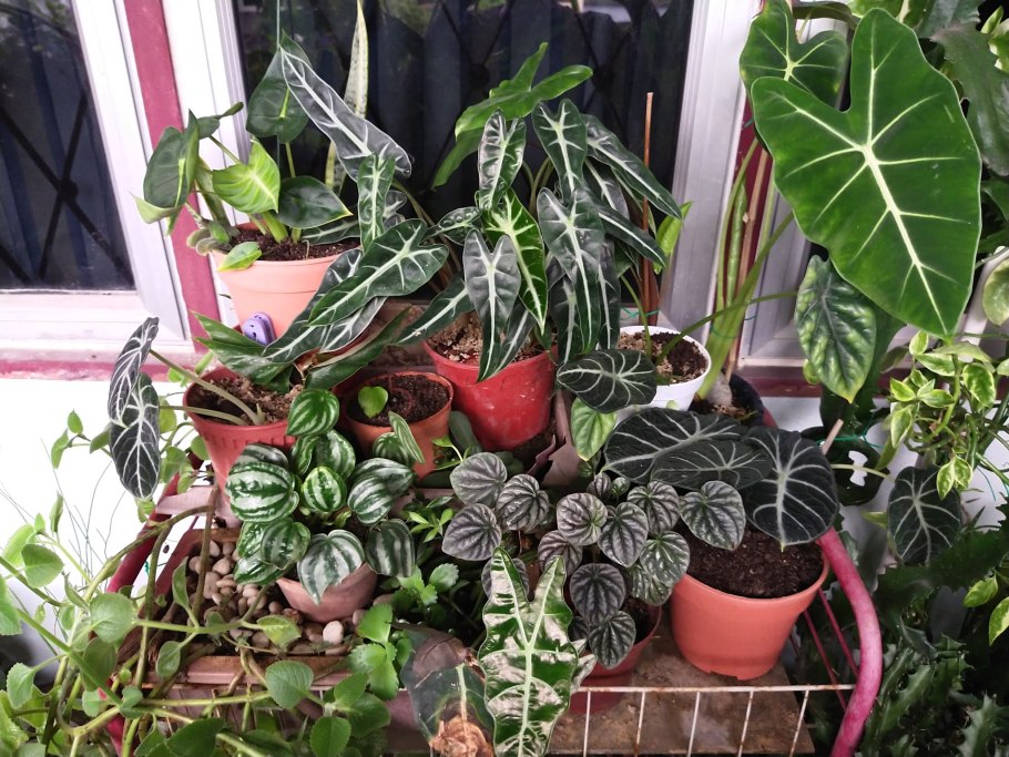 Алоказия Сильвер Небула