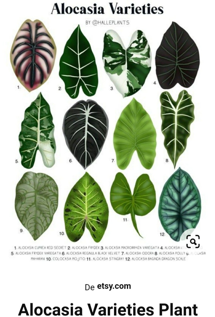 Алоказия плантс