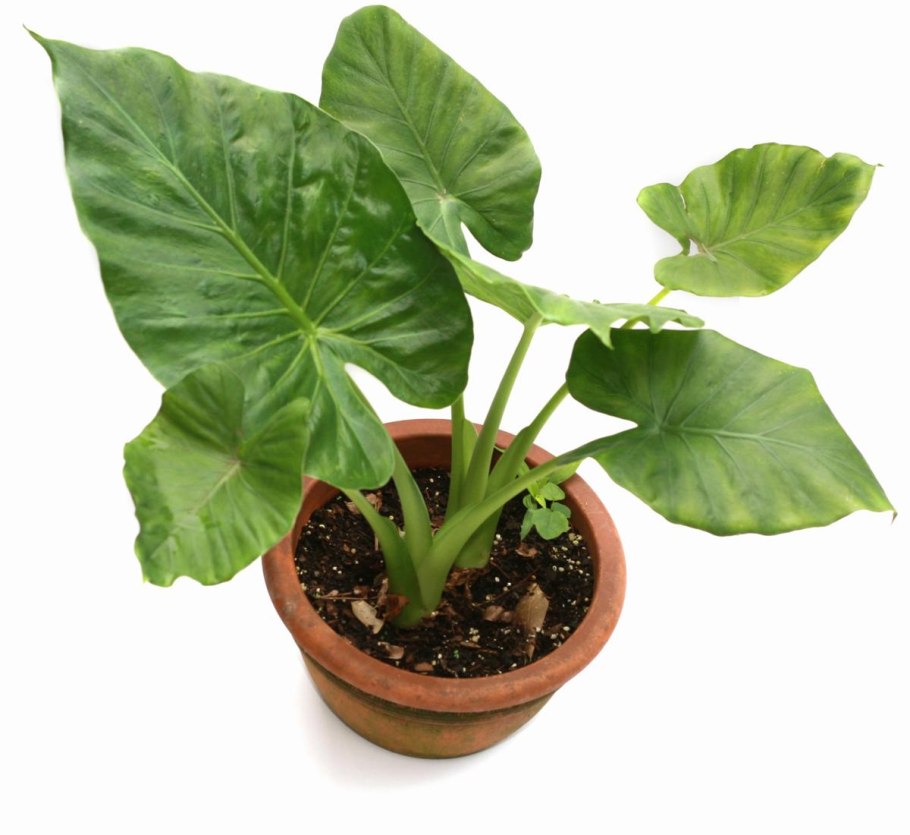 Алоказия Амазонская