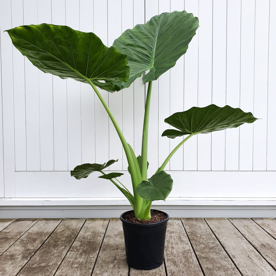 Алоказия зебрина Alocasia Zebrina