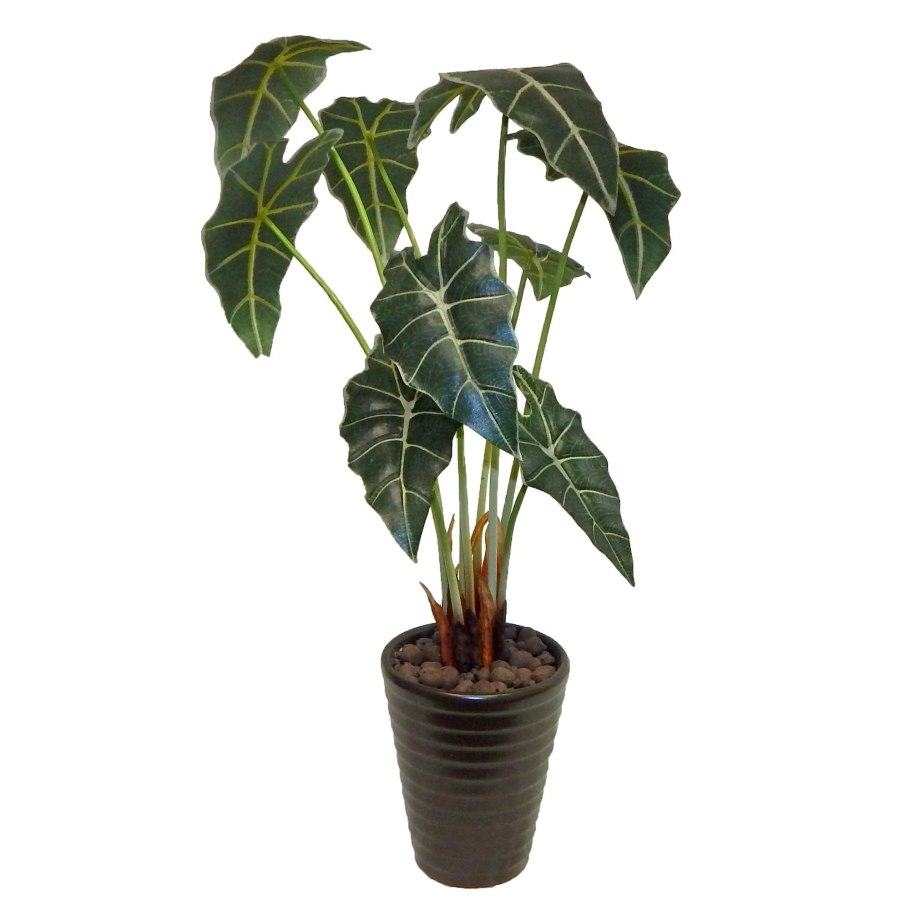 Алоказия Жасмин