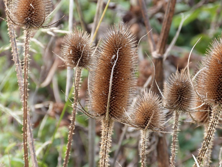 Ковыль тончайший (Stipa tenuissima)