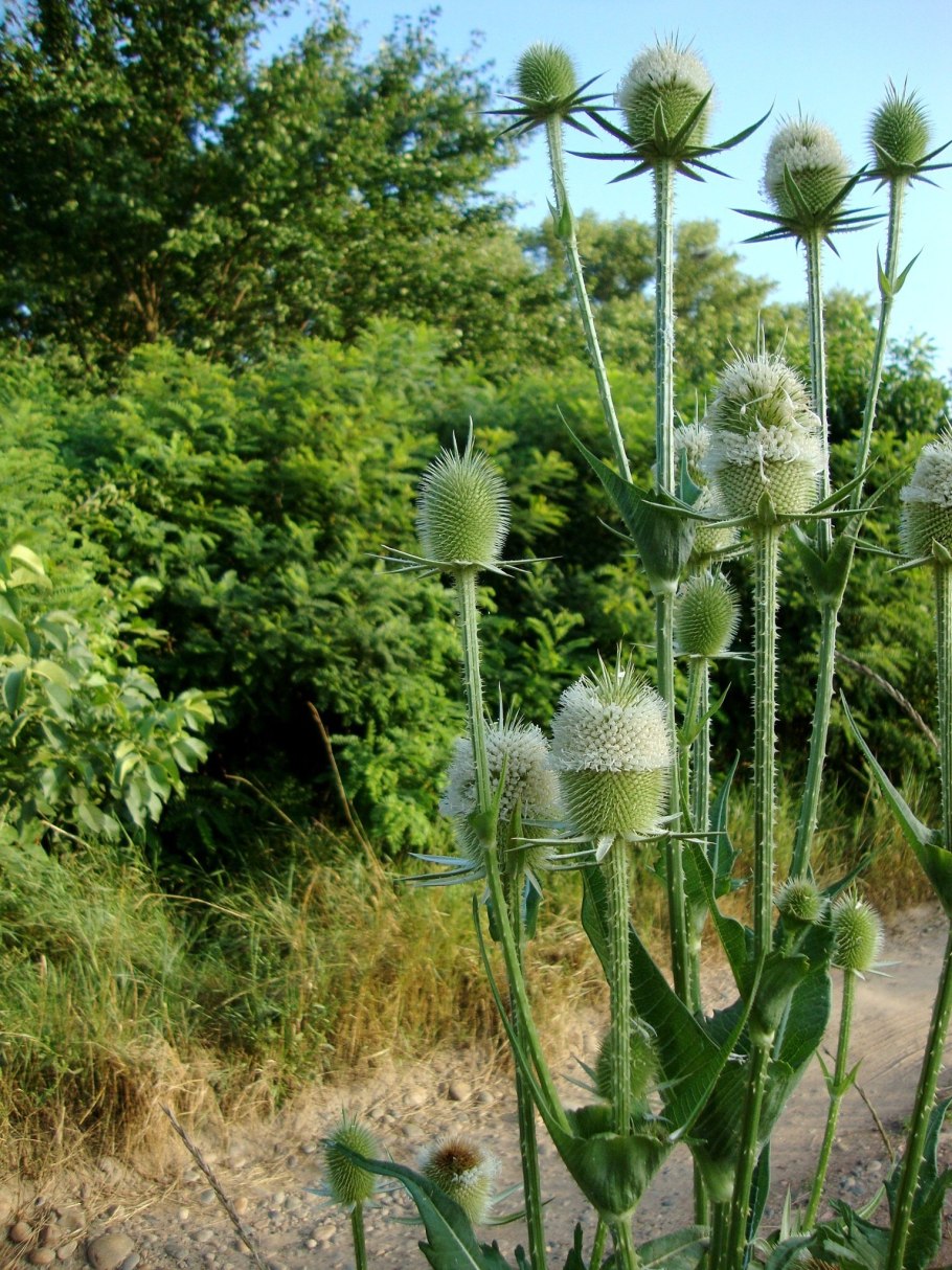 Овсяница фестука