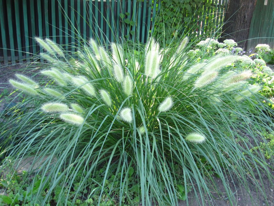 Росянка длиннолистная