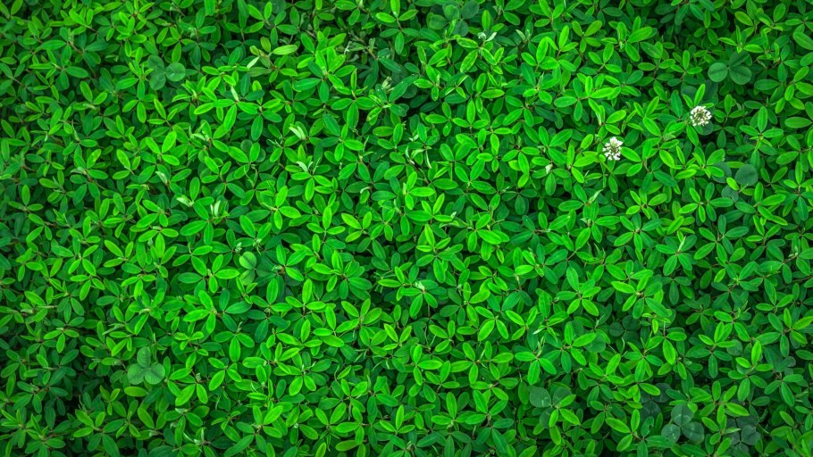 Ворсянка Лесная