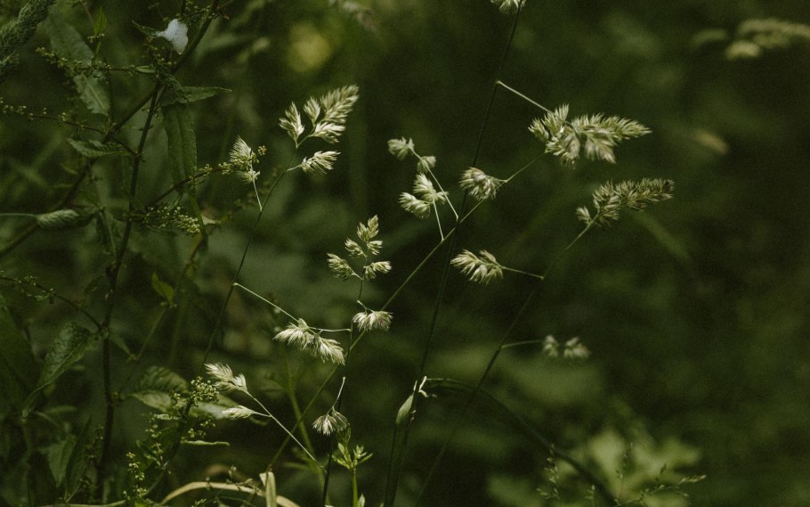 Ворсянка посевная