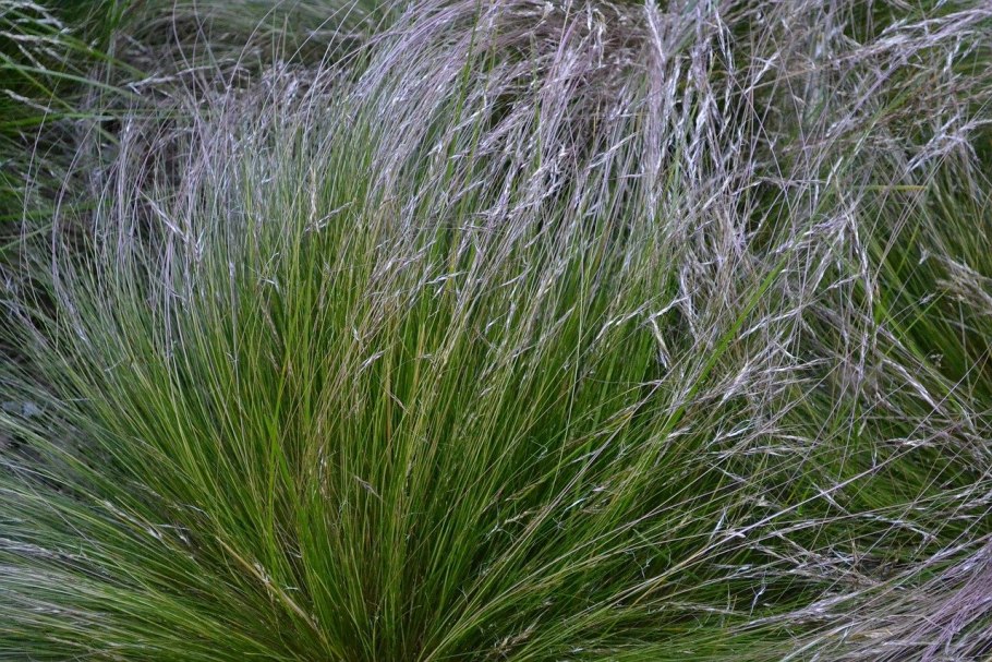 Ковыль тончайший (Stipa tenuissima)