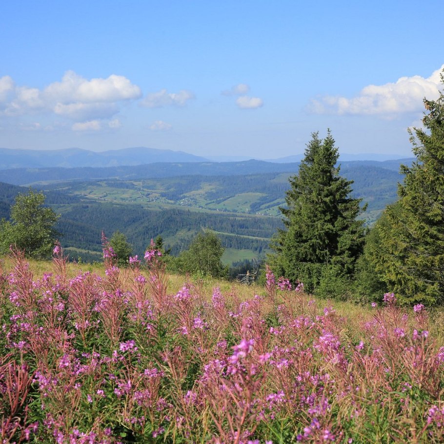 Червь паразит волосатик