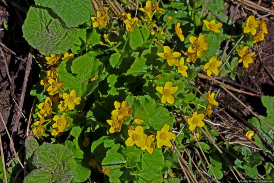 Овсяница фестука