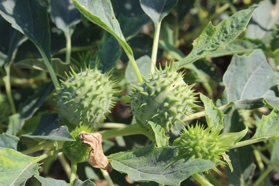 Мятлик Луговой сорняк