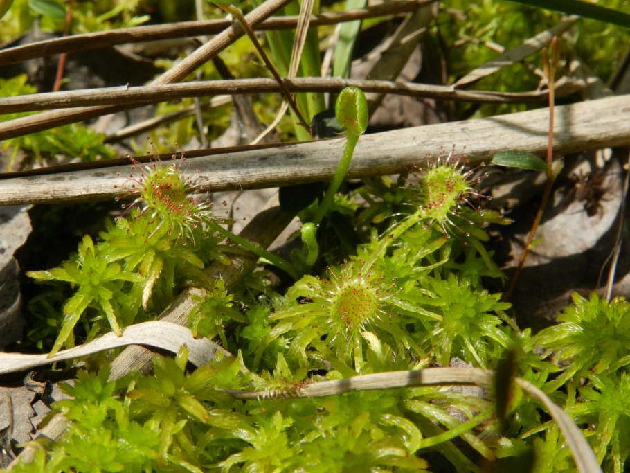 Репей лопух