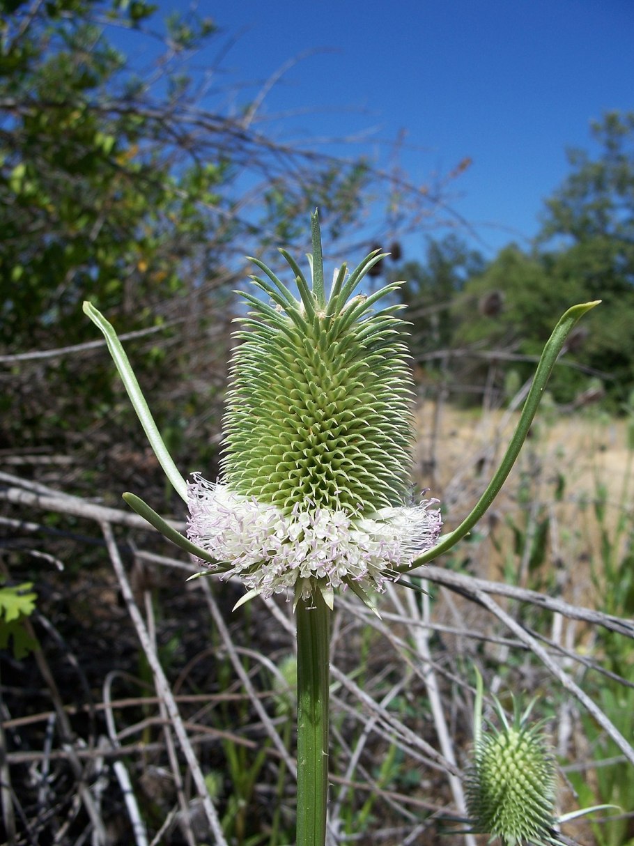 Ковыль тончайший (Stipa tenuissima)