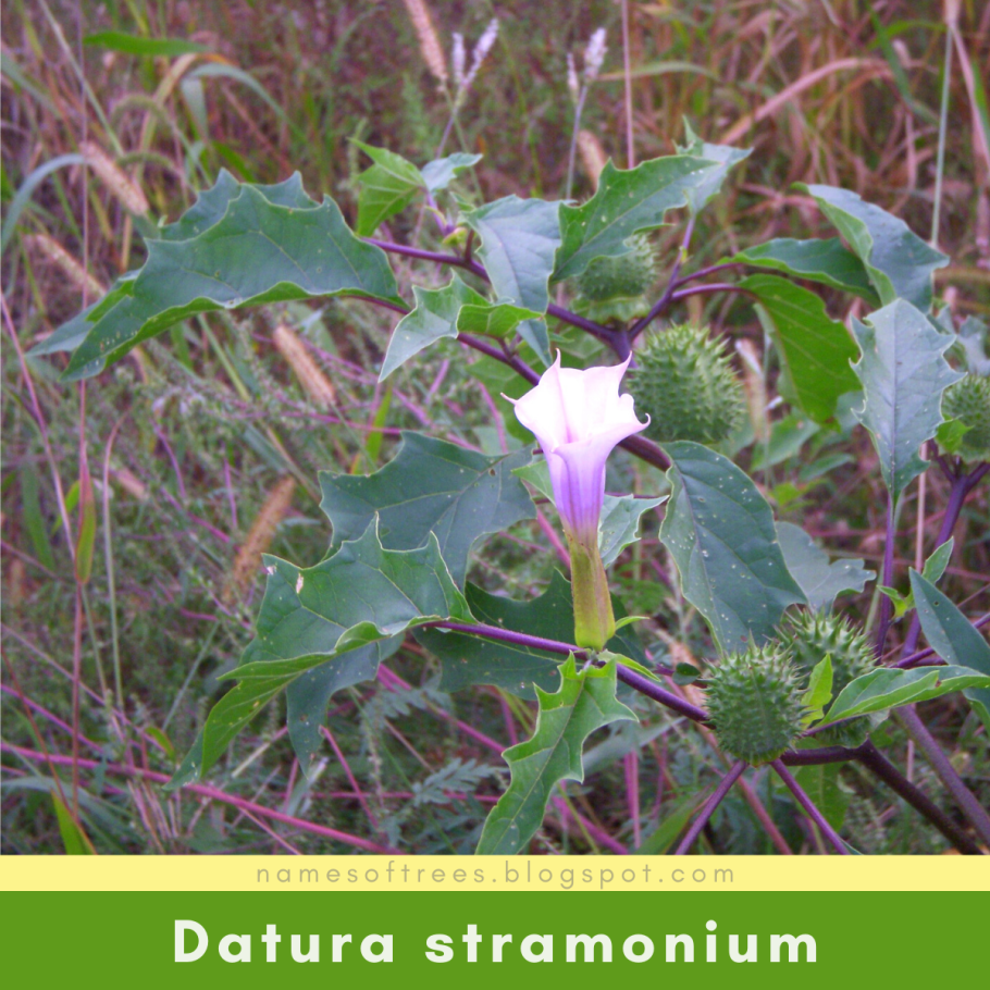 Спирея аргута