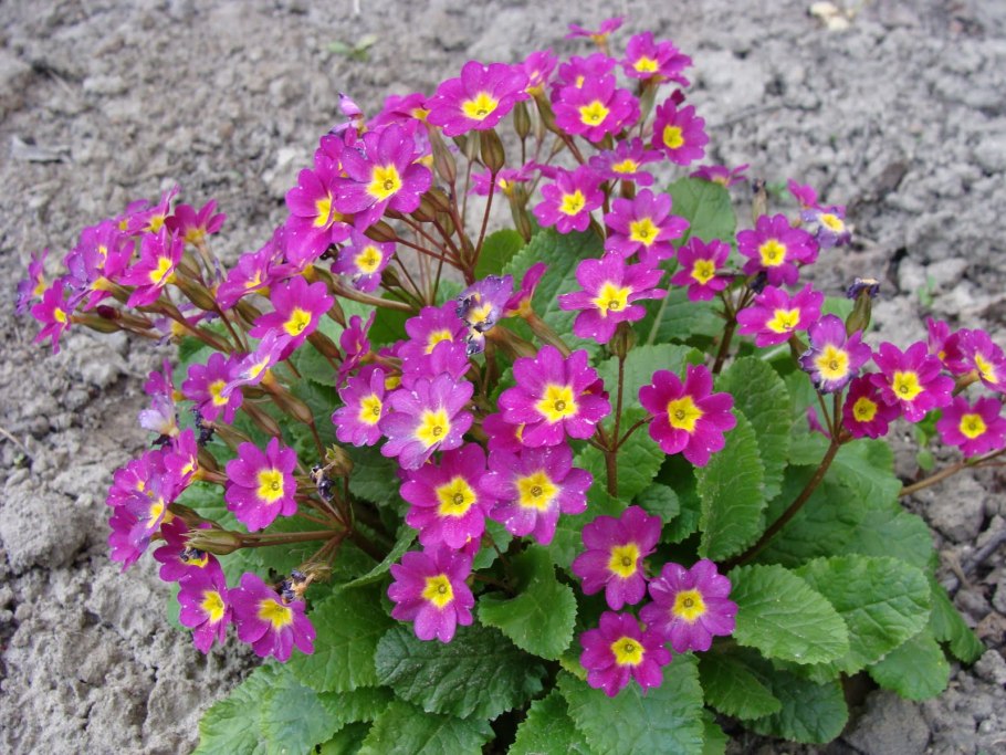 Дурман растение