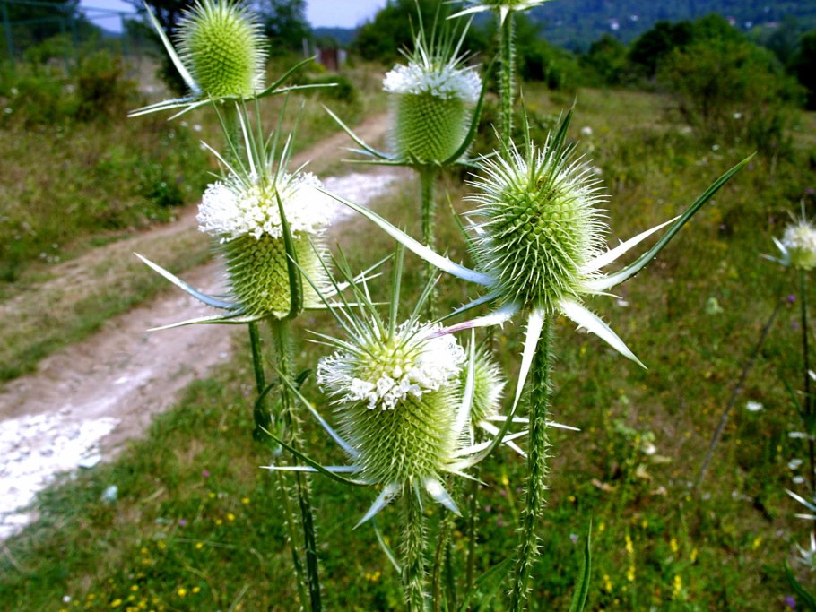 Сухая трава