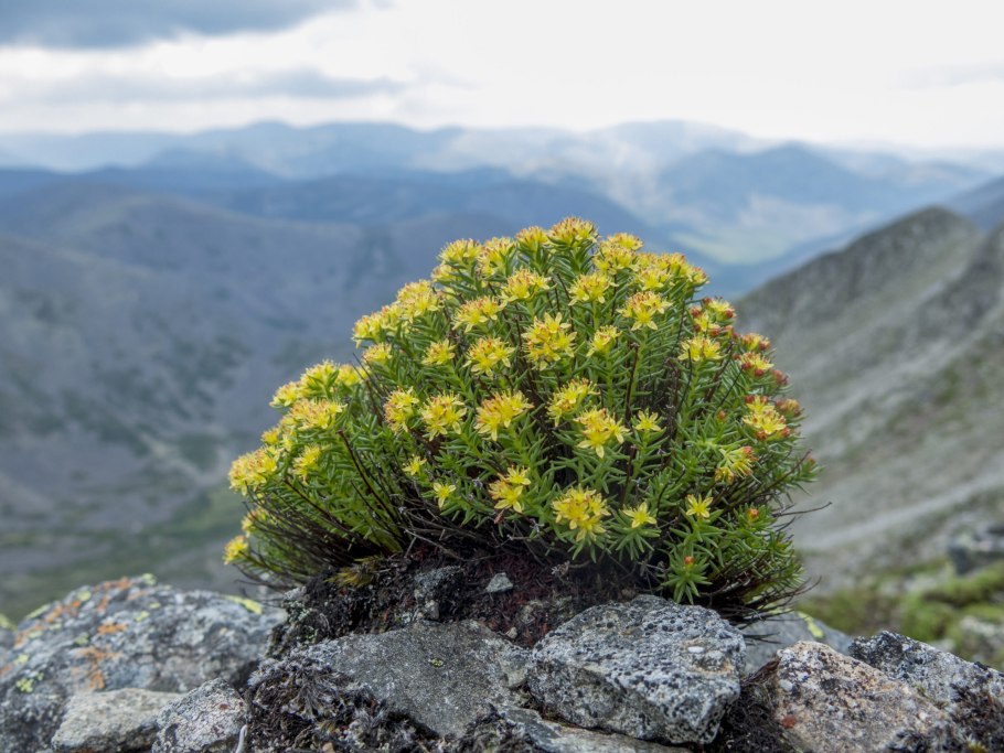 Парусник Коцебу гусеница