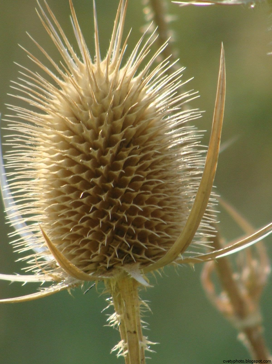 Кортадерия Селло Пинк