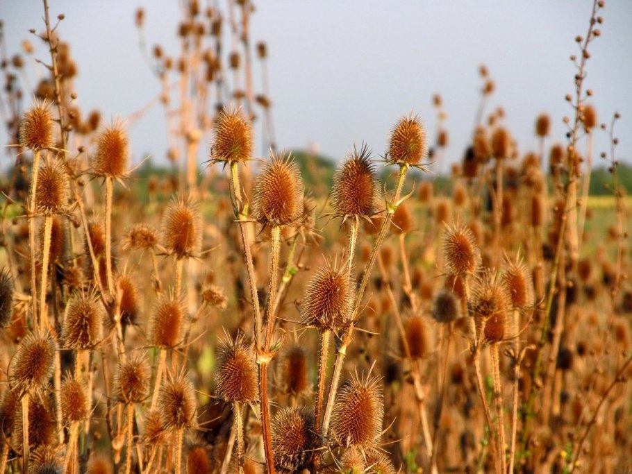 Растения Ленобласти