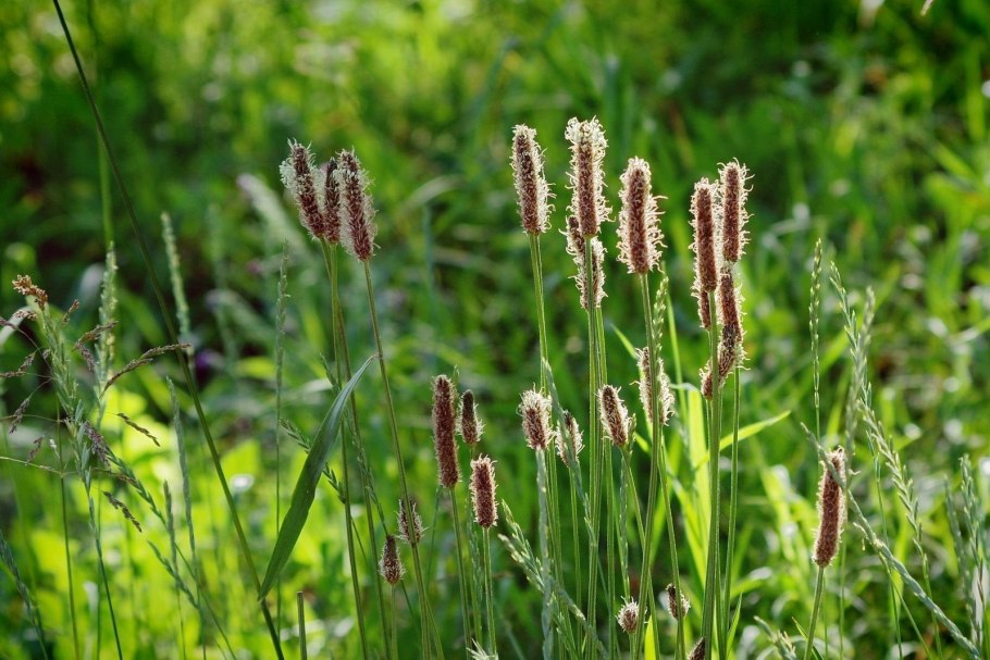 Зубровка Альпийская