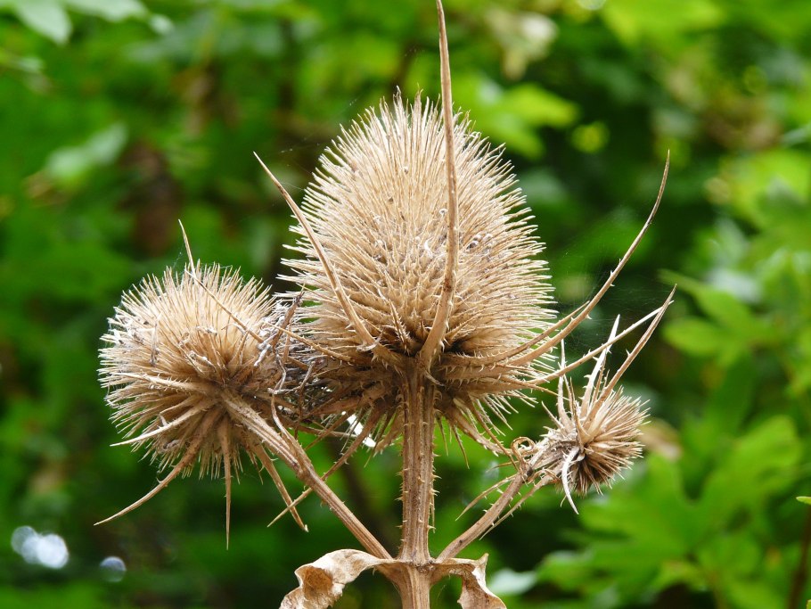 Мюленбергия capillaris