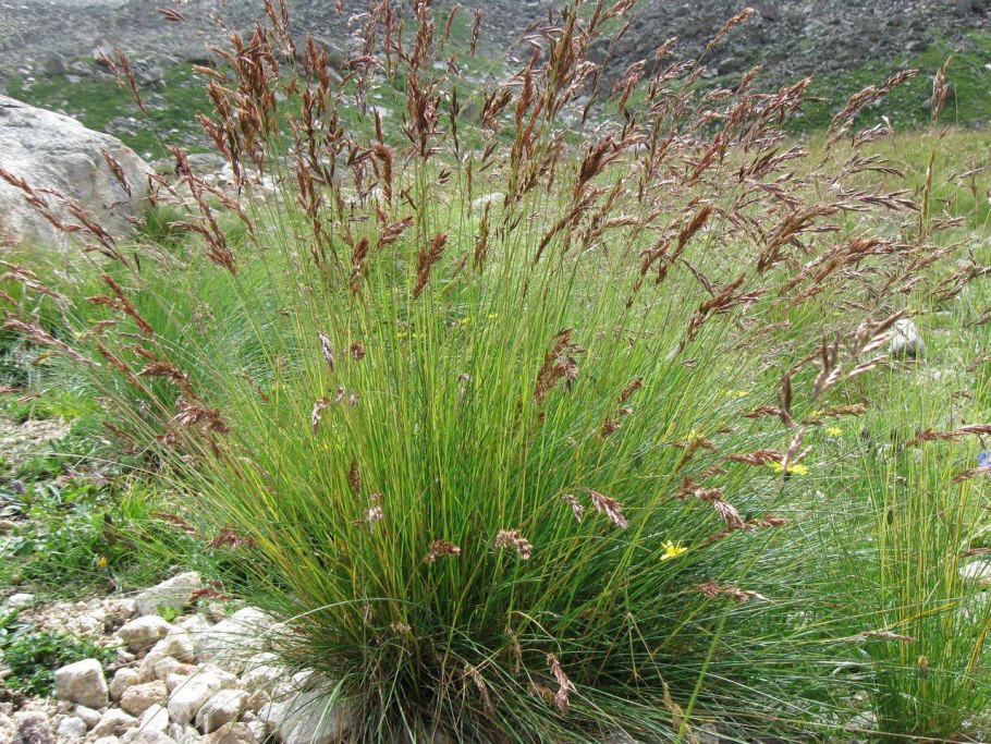 Гравилат Речной – Geum Rivale