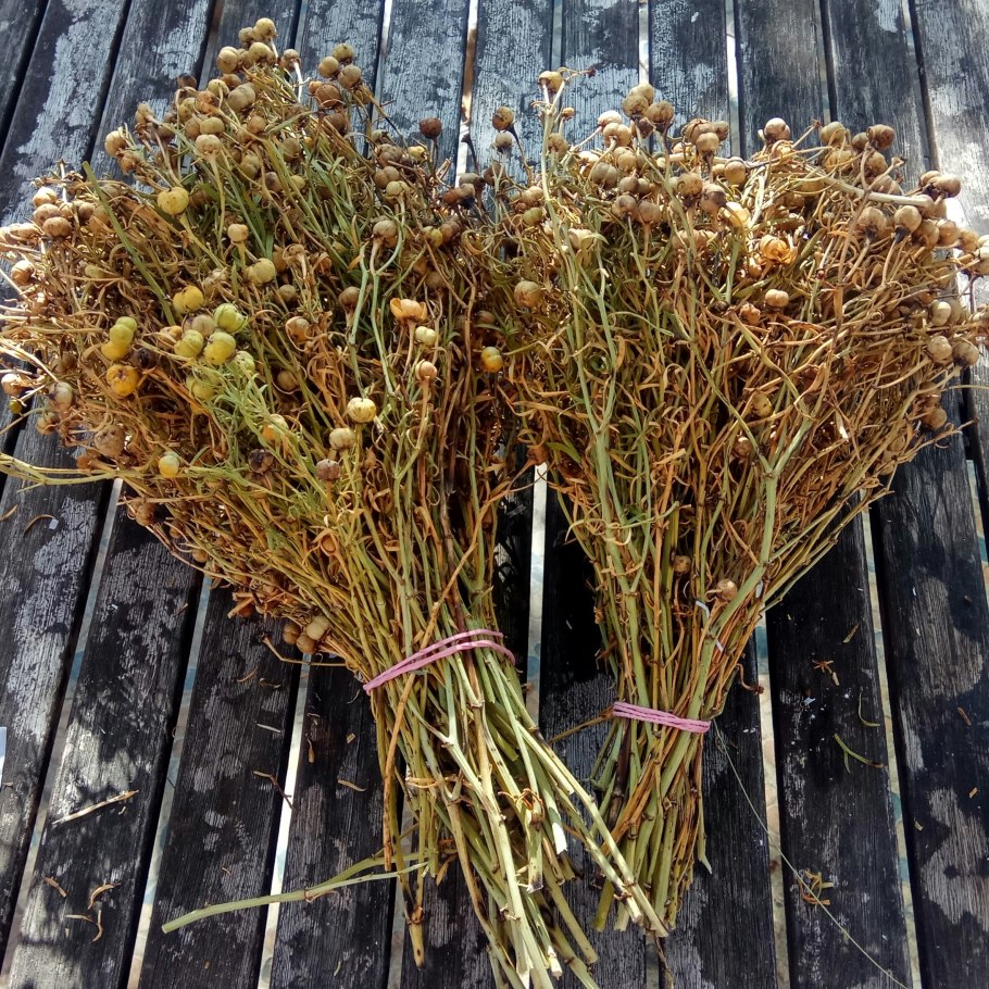 Чертополох высушенный