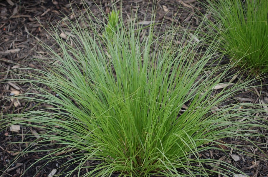 Дурман обыкновенный