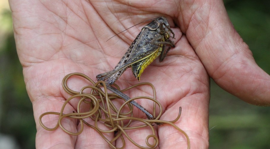 Вероника колосковая голубая