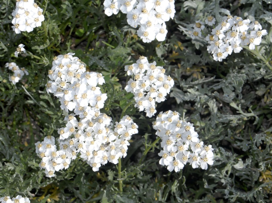Achillea clavennae