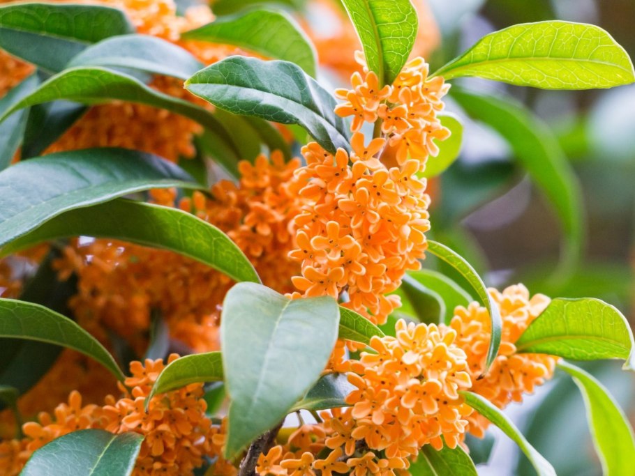 Османтус душистый оранжевый