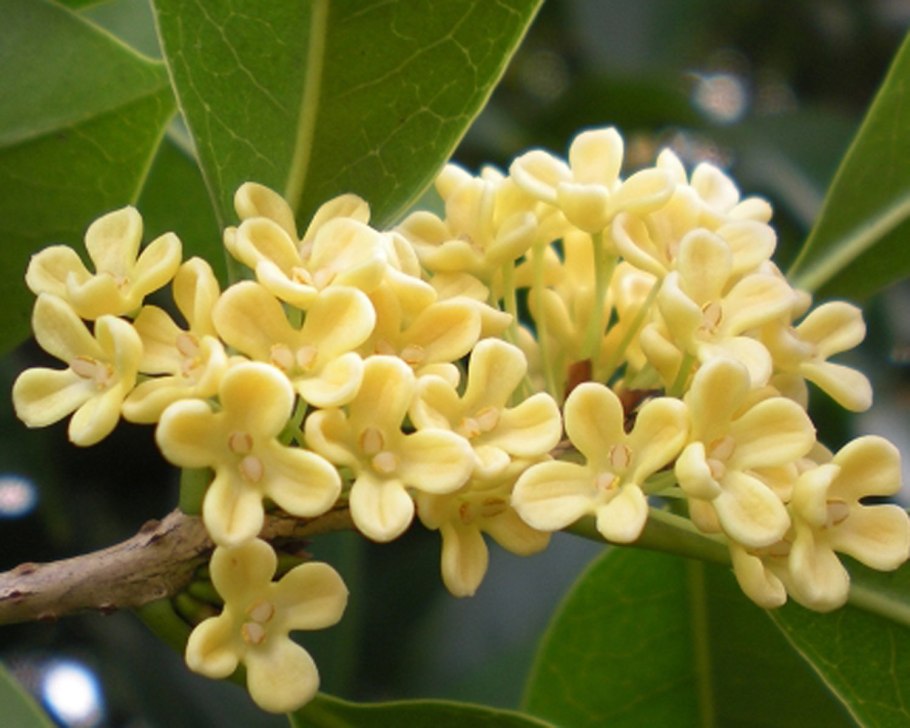 Золотой османтус дерево