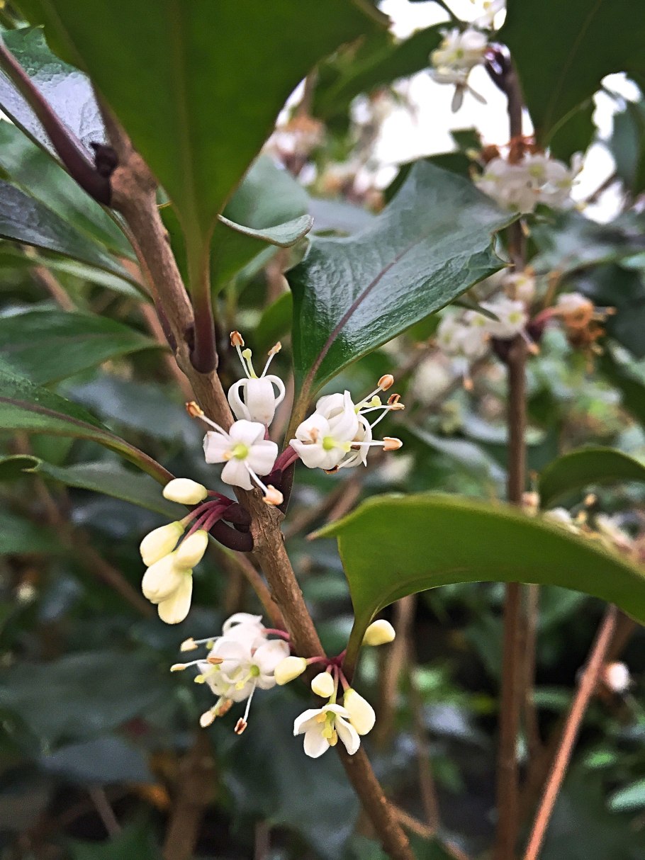 Османтус душистый