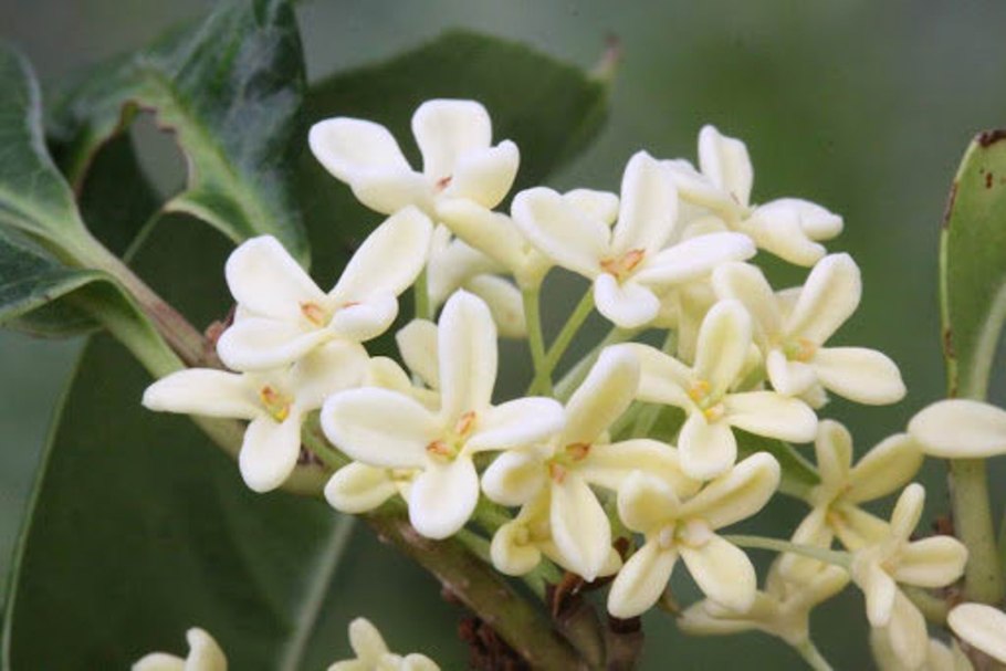 Османтус желтый