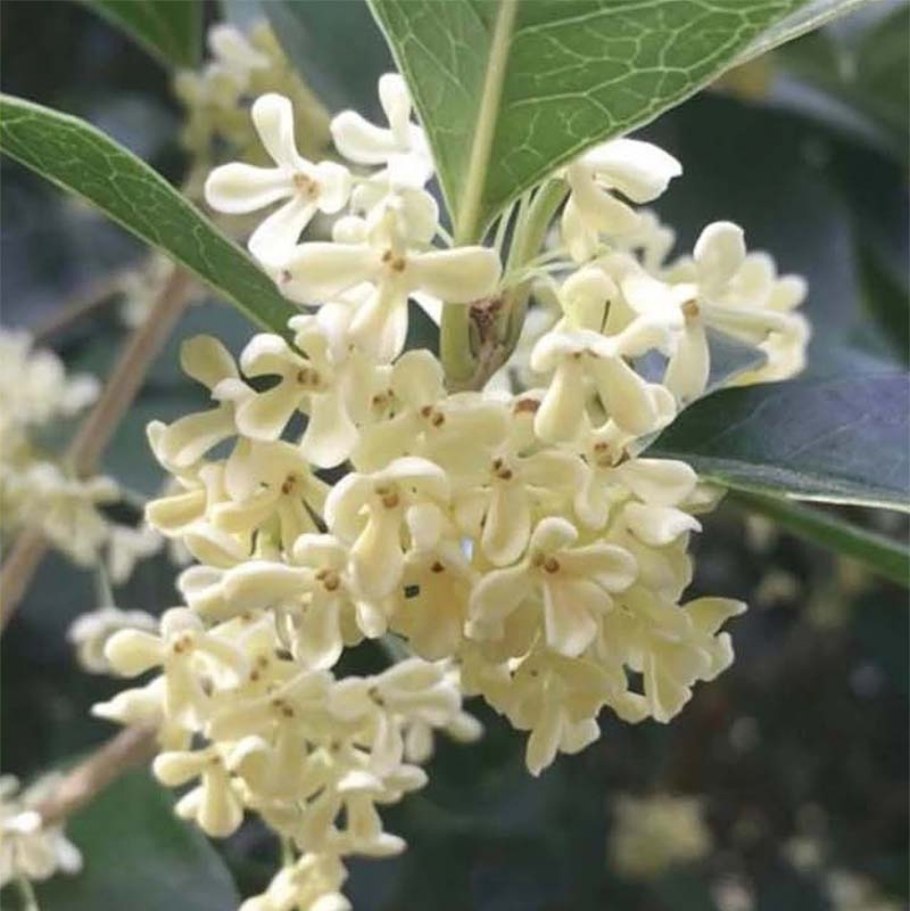 Османтус fragrans