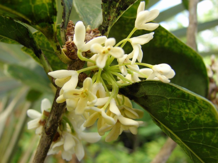 Османтус розовый