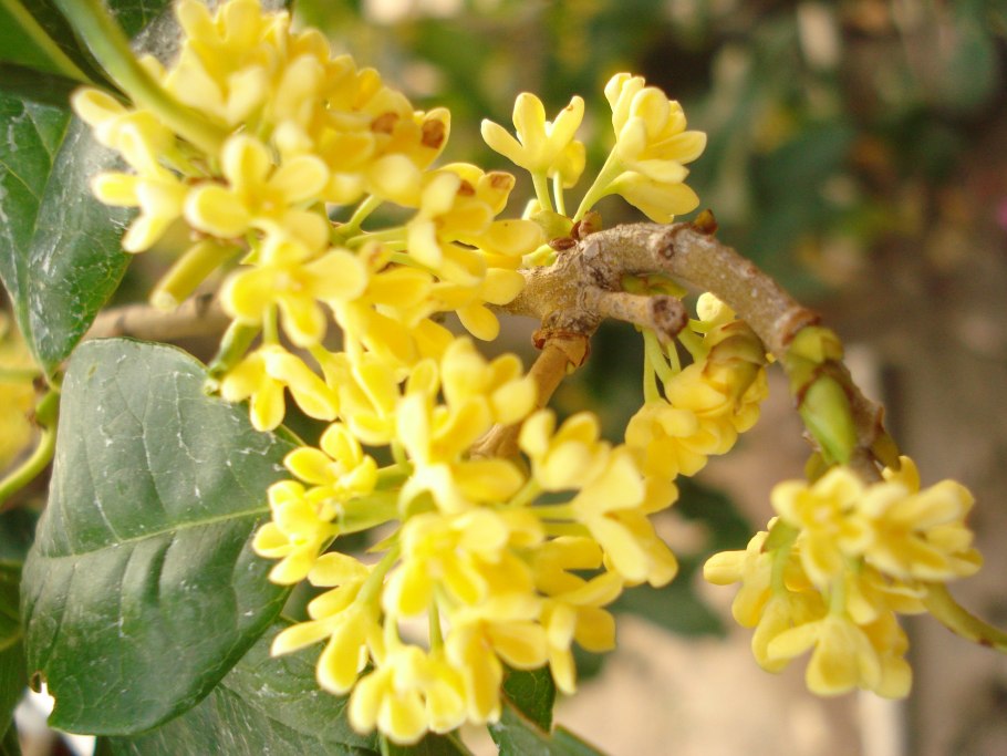 Osmanthus fragrans (османтус)