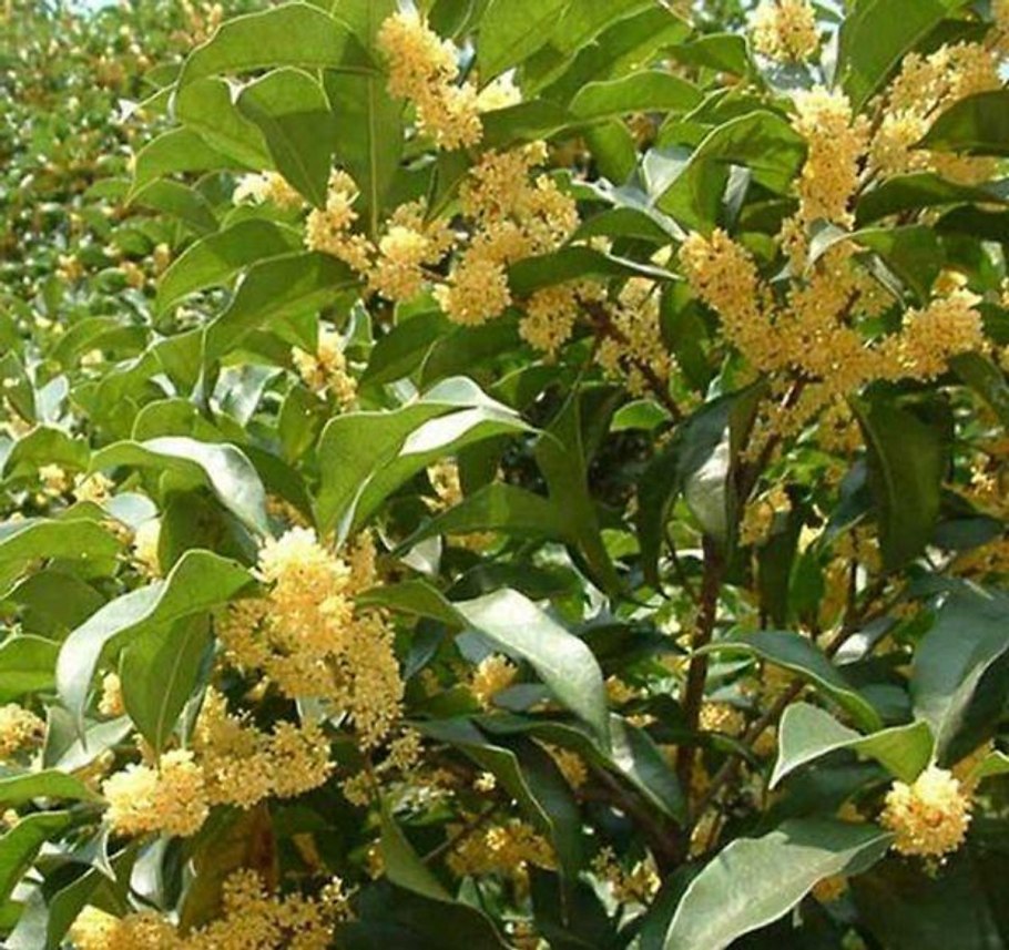 Османтус Форчуна