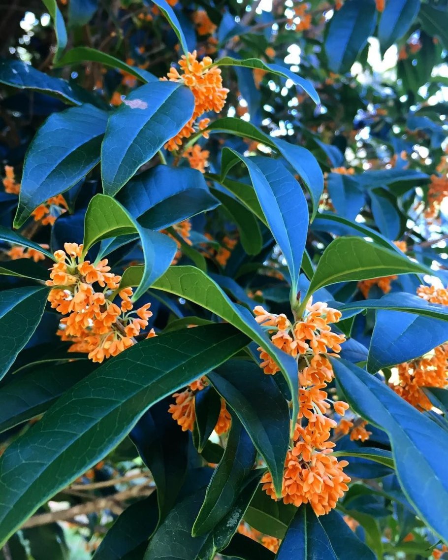 Османтус fragrans