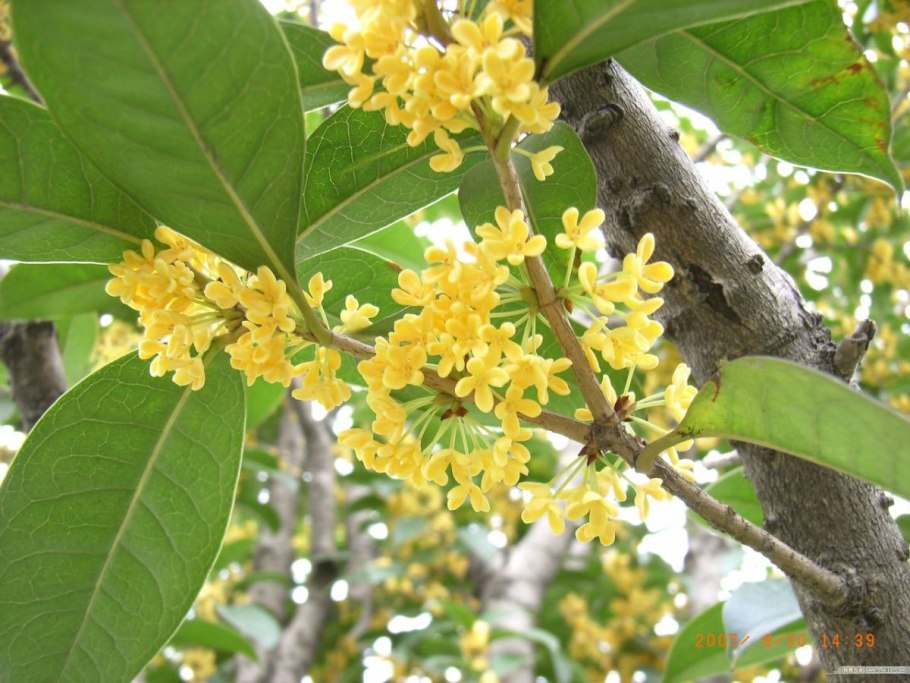 Османтус душистый