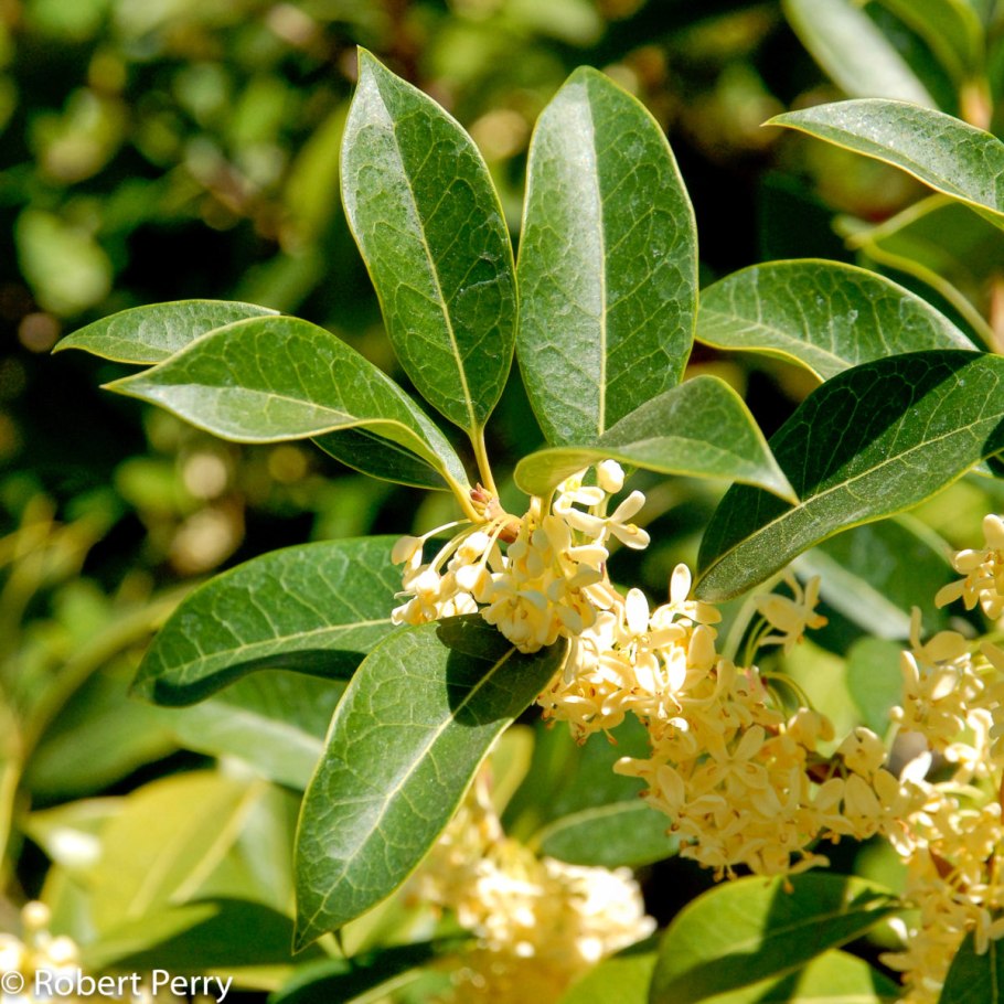 Османтус Фрагранс дерево