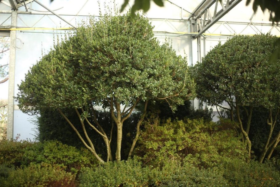 Османтус душистый куст