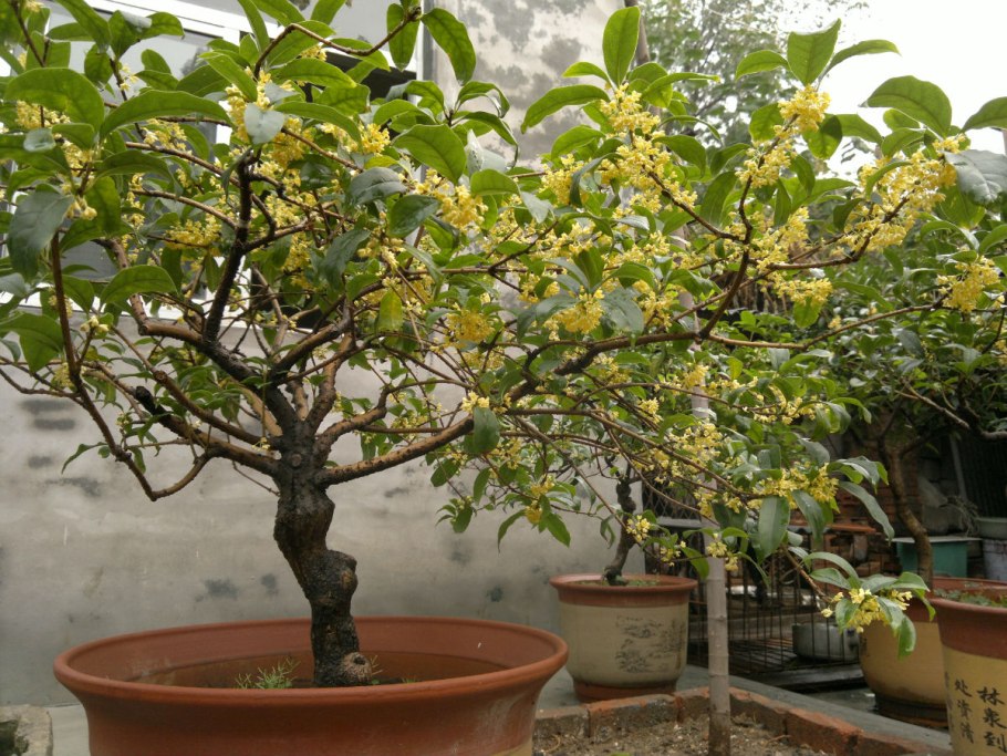 Османтус душистый куст