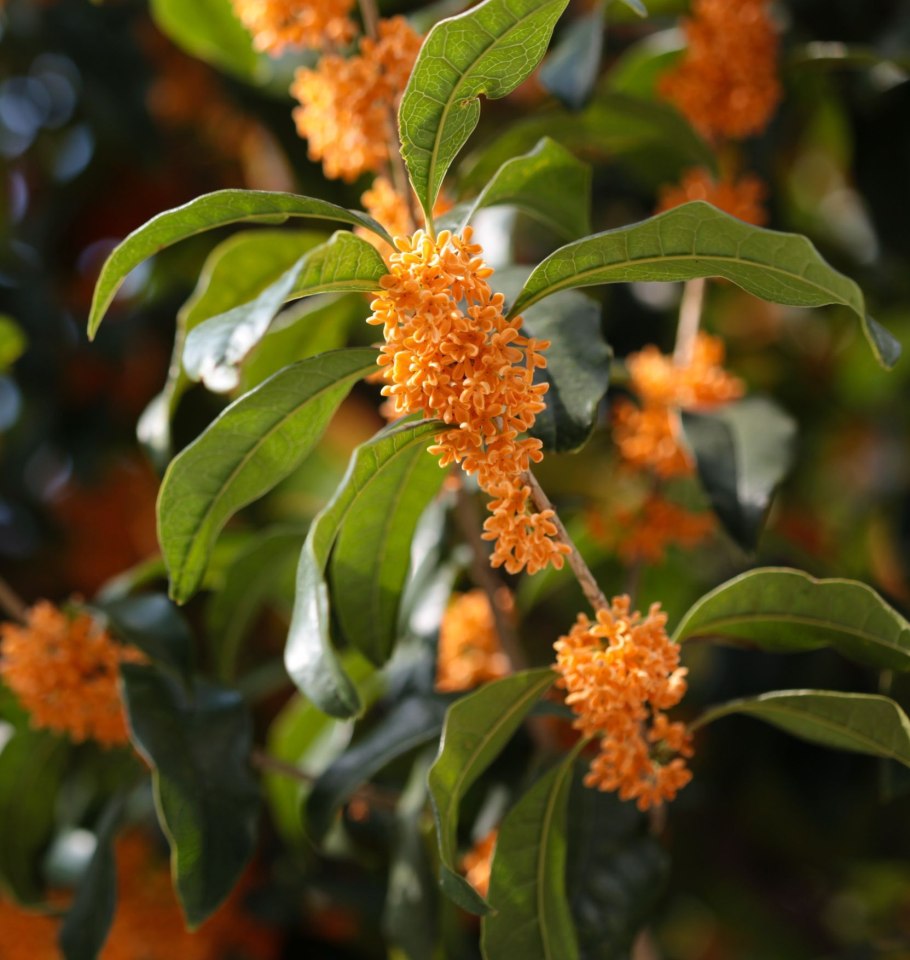 Золотой османтус дерево