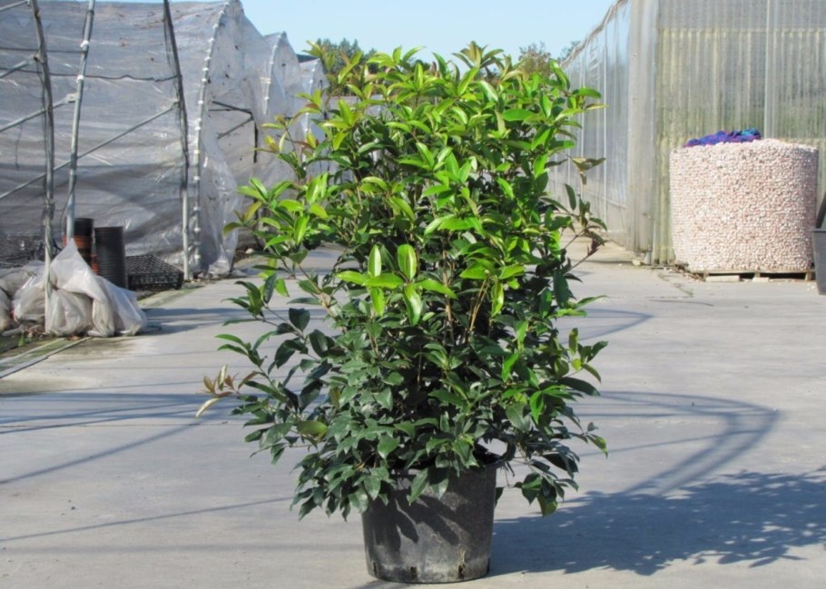 Османтус fragrans