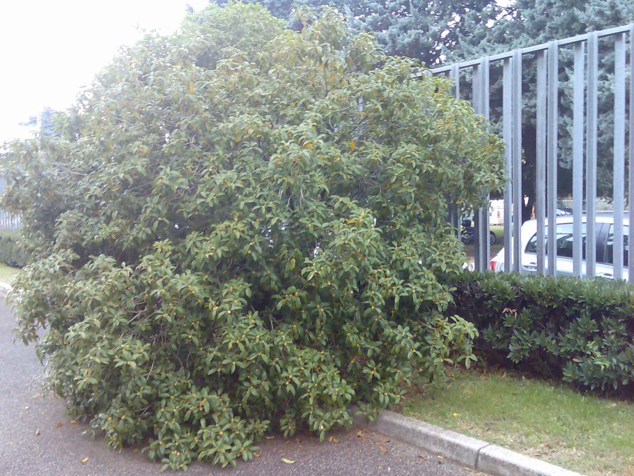 Османтус душистый